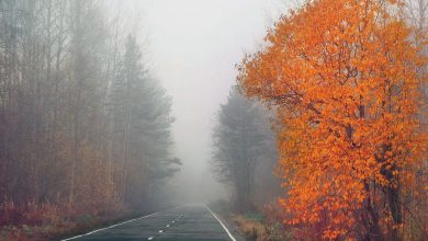 Оранжевый уровень опасности объявлен в Беларуси 9 октября из-за тумана