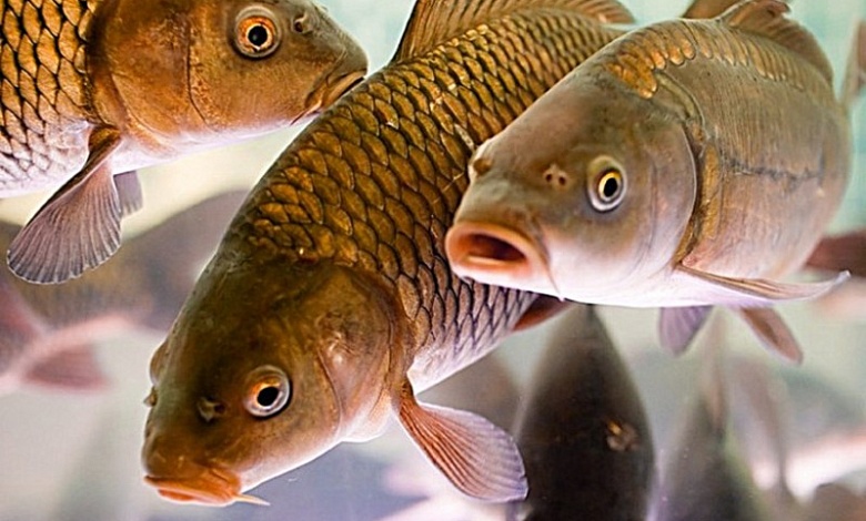 КАРП годовик и 2-х годовик продается в Лунинецком районе