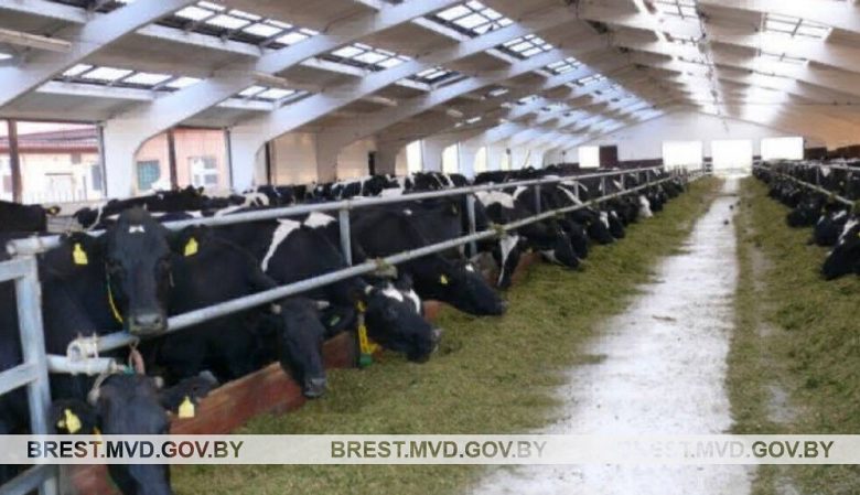 Преступная схема сокрытия падежа скота выявлена в Брестской области
