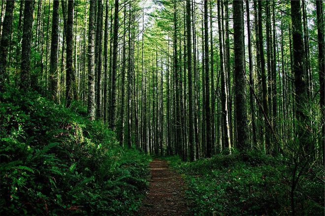 «Сделаем лес чище за 50 дней!»: победитель областного этапа — одно из лесничеств Лунинецкого лесхоза