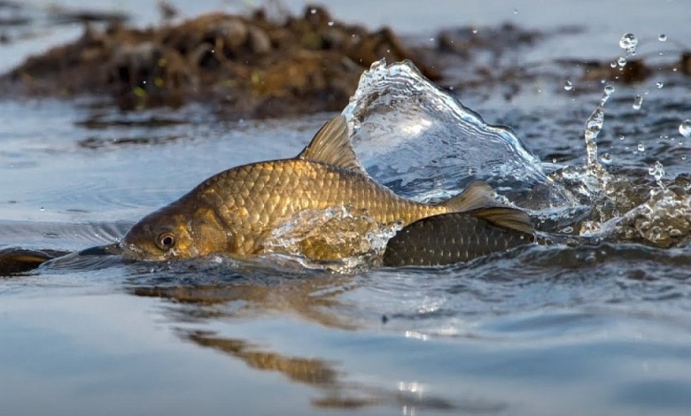 Километры сетей и уголовные дела | Полесье: Подвели итоги СКМ "Нерест" 