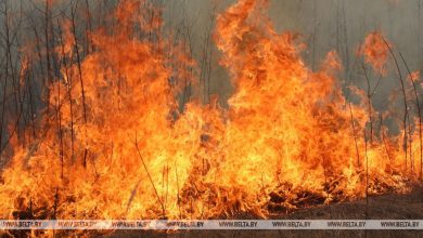 В Беларуси за сутки ликвидирован 41 пожар травы и кустарников