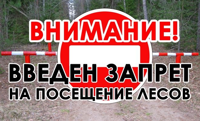 Запрет введён на посещение лесов в Лунинецком районе