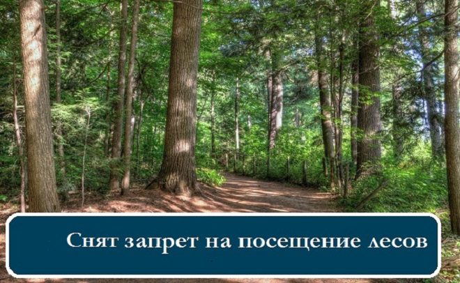 В Лунинецком районе снят запрет на посещение лесов