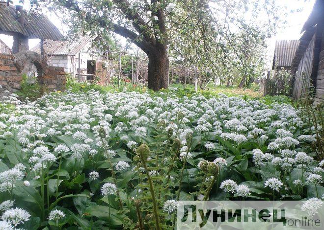 Черемшу в лесу собирать нельзя, но можно вырастить самому!!! (Лунинецкий район)