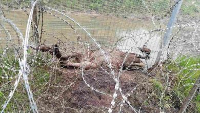 Очередной лось оказался в литовской пограничной ловушке