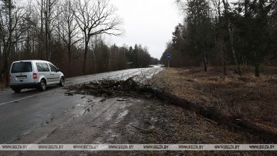 Последствия сильного ветра в Брестской области 14 января