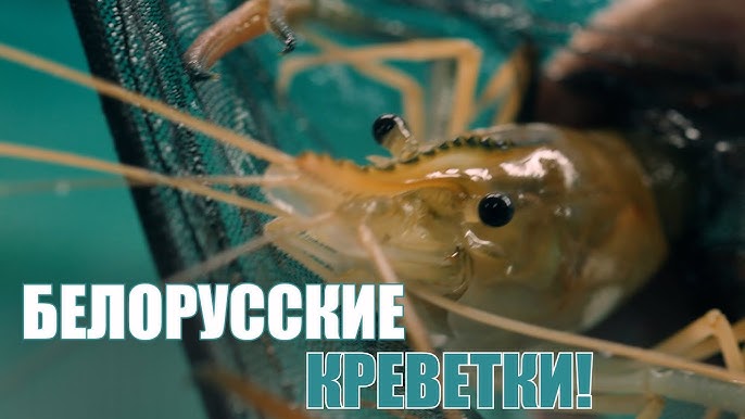 Белорусские КРЕВЕТКИ: внутри уникальной фермы! // “Характер у них скверный!”