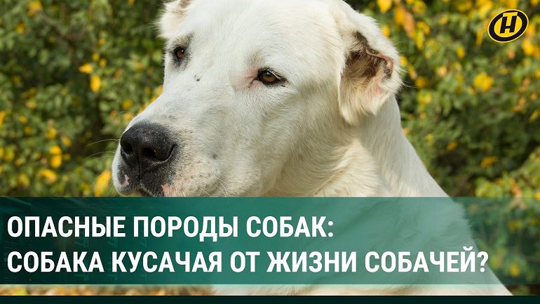 Опасные породы собак: риски, запреты и трагические случаи со смертельным исходом