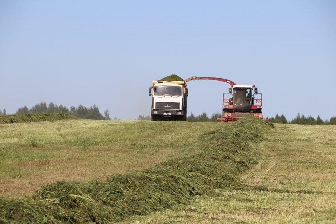 Косовица: нарушения при заготовке кормов в Брестской области