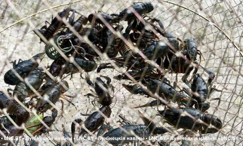 Ужин из раков за 6 тыс. рублей! Прокуратура Лунинецкого района направила в суд уголовное дело