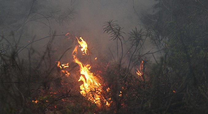 Лесной пожар ликвидирован возле Микашевичей