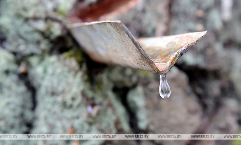Лунинецкий район среди лидеров в Беларуси по заготовке березового сока