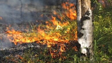 За выходные ликвидировано 6 лесных пожаров, в том числе и в Лунинецком районе