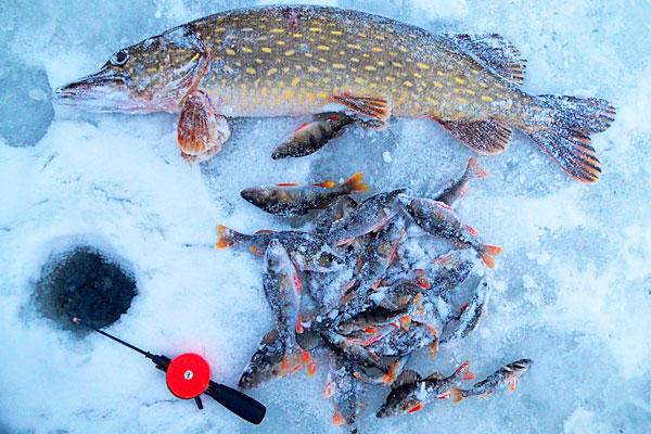 Какие знания помогут на зимней рыбалке? Рассказали специалисты