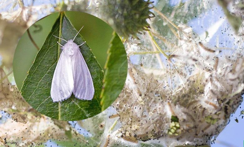 Американская белая бабочка — опасный карантинный вредитель