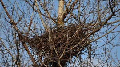 В Беларуси с 15 февраля по 15 августа разрушение гнезд птиц запрещено