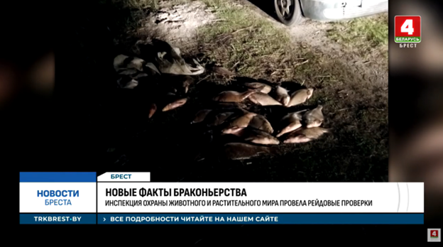 Браконьеры безумствуют в Брестской области