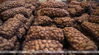 Основную часть урожая картофеля и овощей на Брестчине собирают в Лунинецком районе