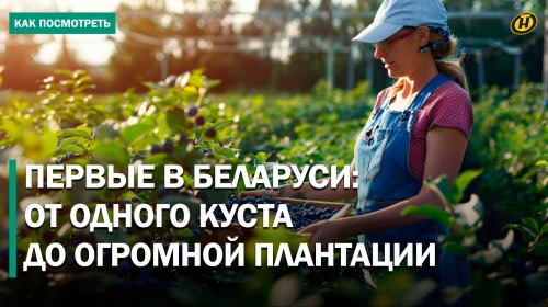 Голубика: как ее выращивают на самой большой плантации Полесья