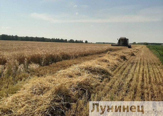 Первыми к уборке зерновых приступили в ЧСУП «Редигерово-Агро» (Лунинецкий район)