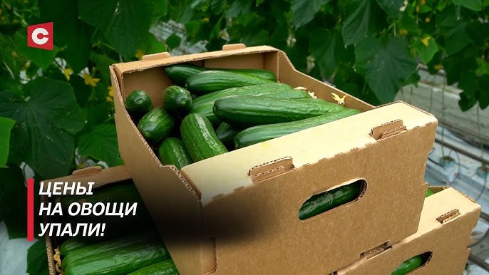 Овощи БЕЗ ХИМИИ и полезные букашечки! Что продают белорусам в магазинах?