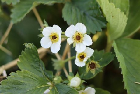 Опять заморозки! С 7 по 9 мая объявлено штормовое предупреждение в Беларуси