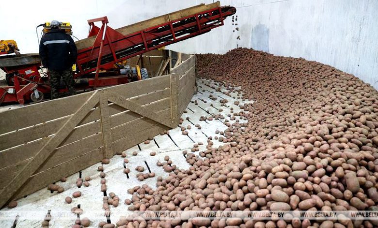 Урожай картофеля подмочило в Лунинецком районе