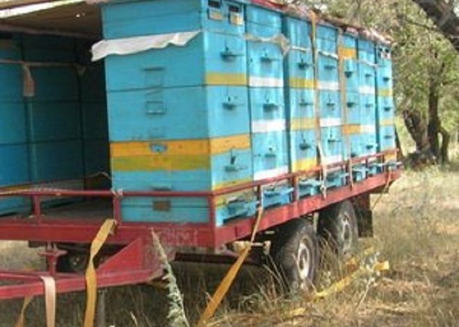 Владельцам пчелопасек на заметку: КСУП «Городокский» скоро начнёт работы по химической защите растений