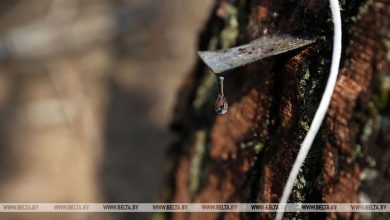 ФОТОФАКТ: Лесхозы Лунинецкого района начали заготовку березового сока