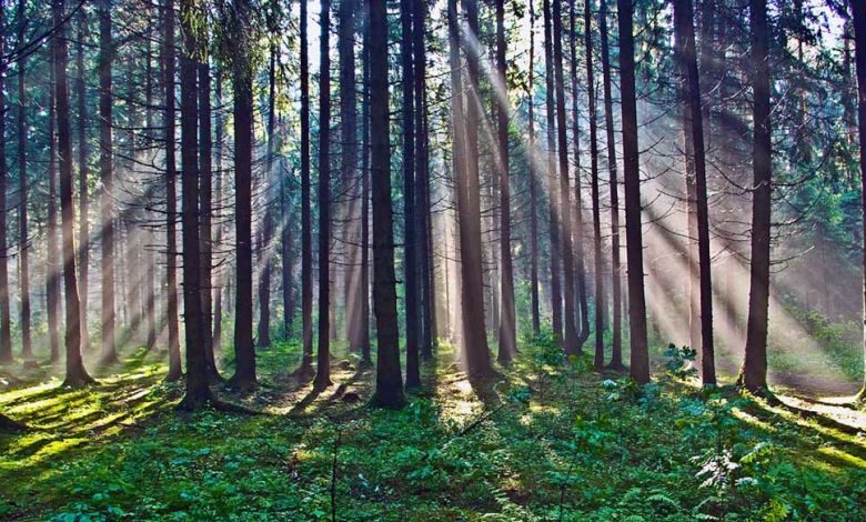 Лунинчанам предлагают присоединиться к акции «Чистый лес»