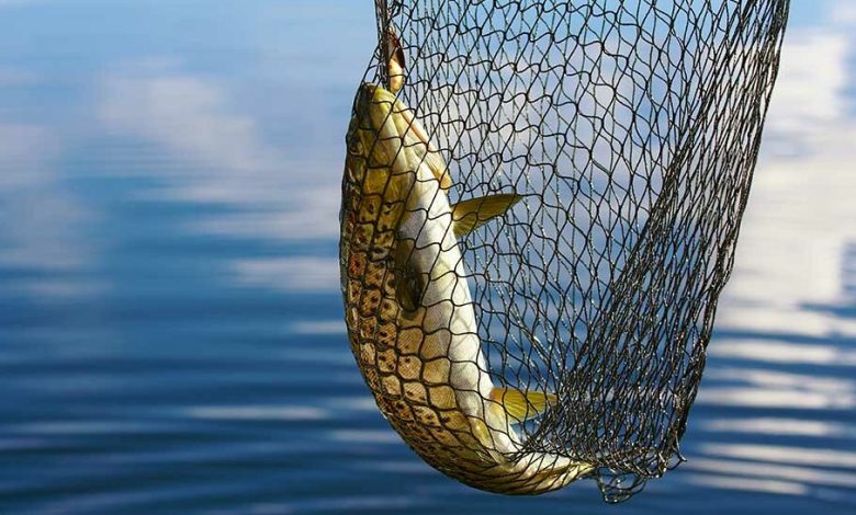 Рыбаки на Припяти словили рыбы на 6177 рублей. И сами попались