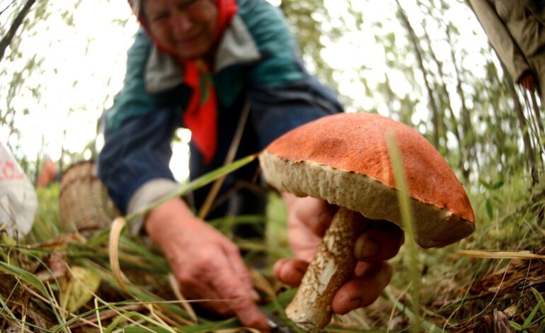 "Грибы нашли, а сами потерялись..." Как провести тихую охоту без последствий