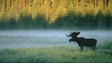 Профсоюз работников леса принял обращение о сохранении Беловежской пущи