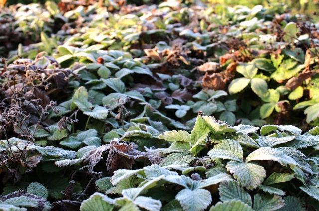 Заморозки обещают синоптики в Брестской области и Лунинецком районе