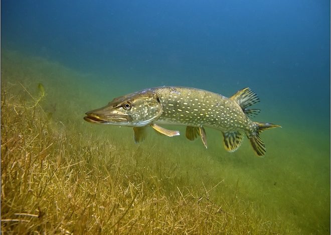 Запрет на лов щуки вводится с 1 марта почти во всех областях Беларуси