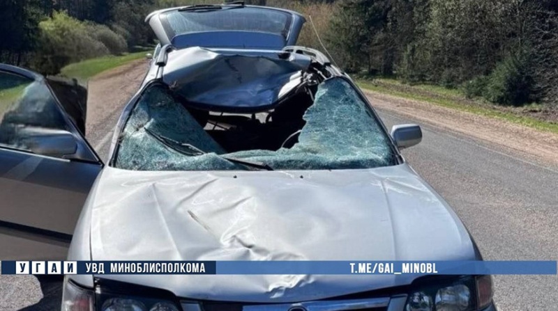 Из-за лосей произошло два ДТП за сутки в Минской области 