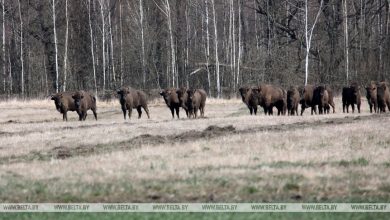 В Беларуси обитает почти четверть мировой популяции зубров