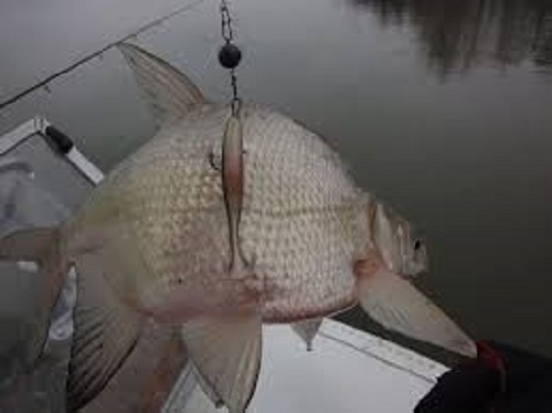 Браконьеры добывали рыбу самым варварским методом в Ганцевичском районе