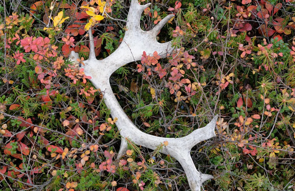 Можно ли собирать в лесу рога диких животных, которые они сбрасывают? 