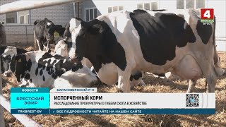 Падеж скота! В Барановичском районе прокуратура взяла под особый контроль