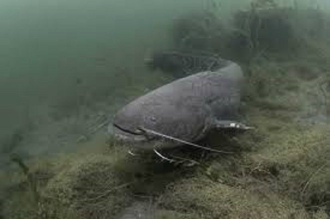 Запрет на лов сома обыкновенного вводится в Беларуси
