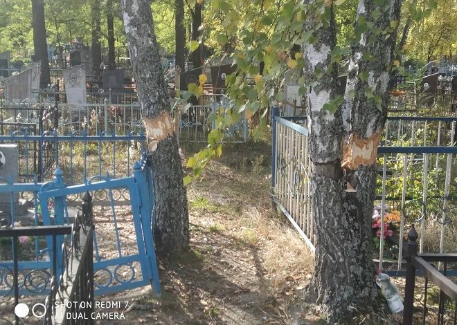 Фотофакт: в Микашевичах на кладбище подпиливают деревья и реакция ЖКХ