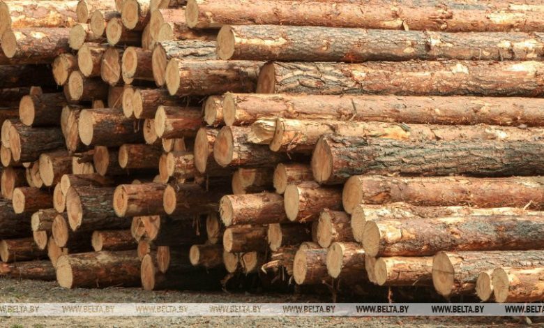 Физлица смогут приобретать деловую древесину в лесхозах