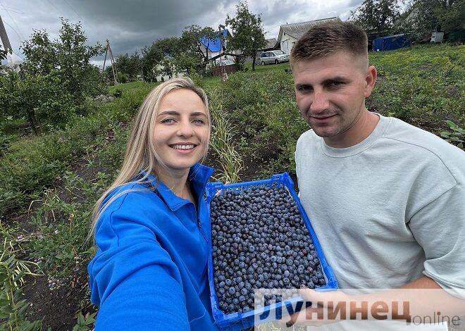 Цена на голубику в Лунинецком районе: не всё так однозначно….