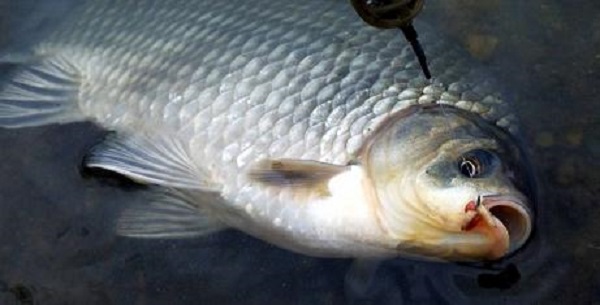 Золотой или серебряный? Что происходит с карасем в водоемах Беларуси