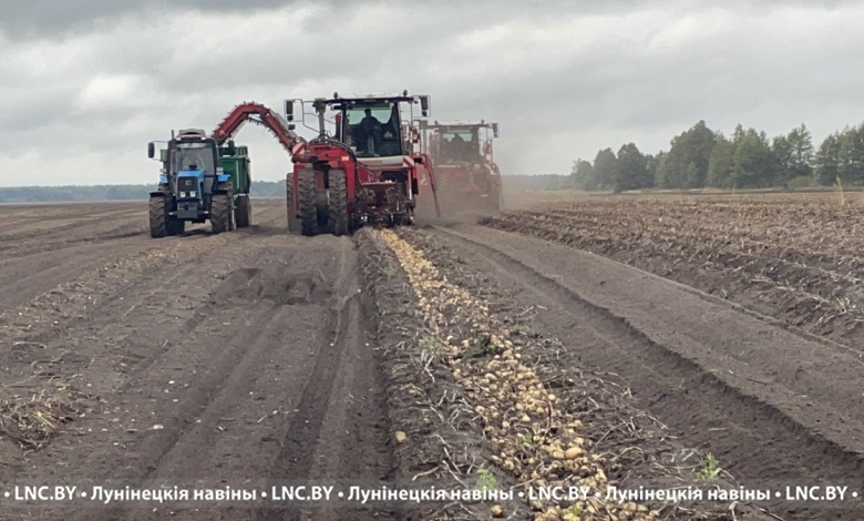 Более 50 тысяч тонн картофеля накопали в Лунинецком районе!