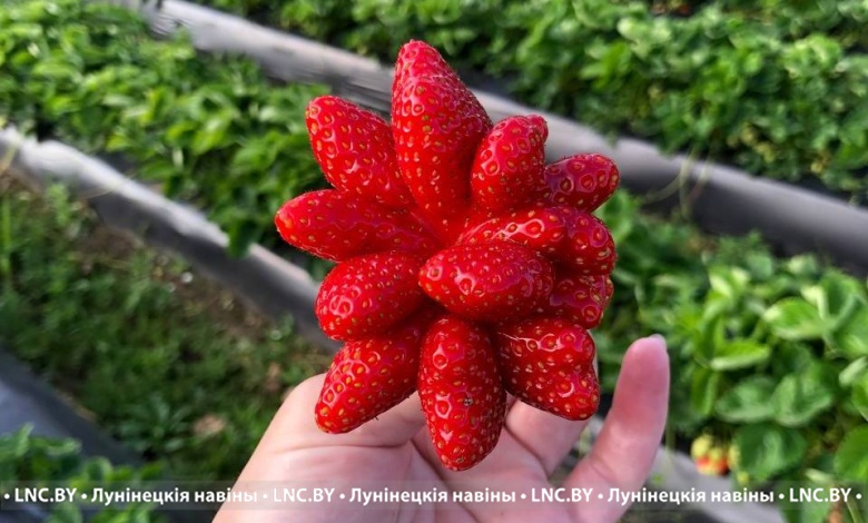 Праздник клубники! Объявлены конкурсы: от супер ягоды и приготовления блюд до рисунков и стихов