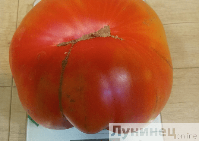 Аграрные «трофеи»: помидор с кило, огурец-живчик и шикарная фасоль