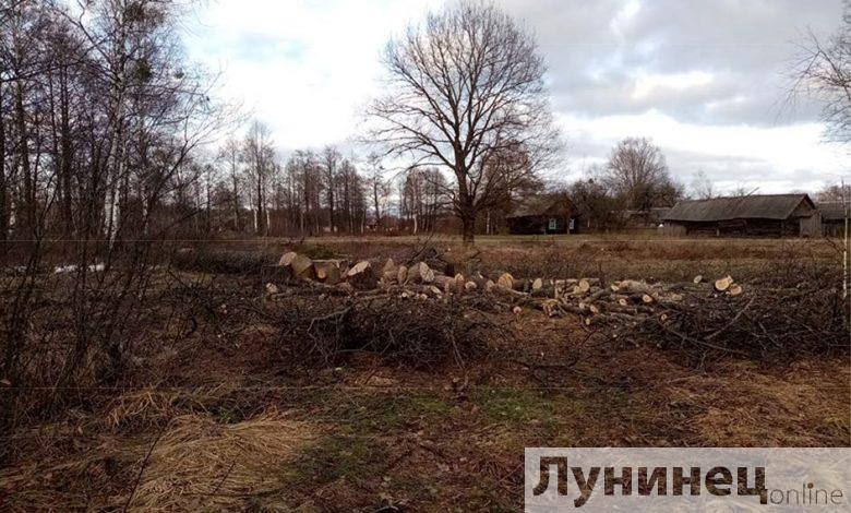 Три дуба и береза обошлись жителю Лунинецкого района в 3 тысячи рублей